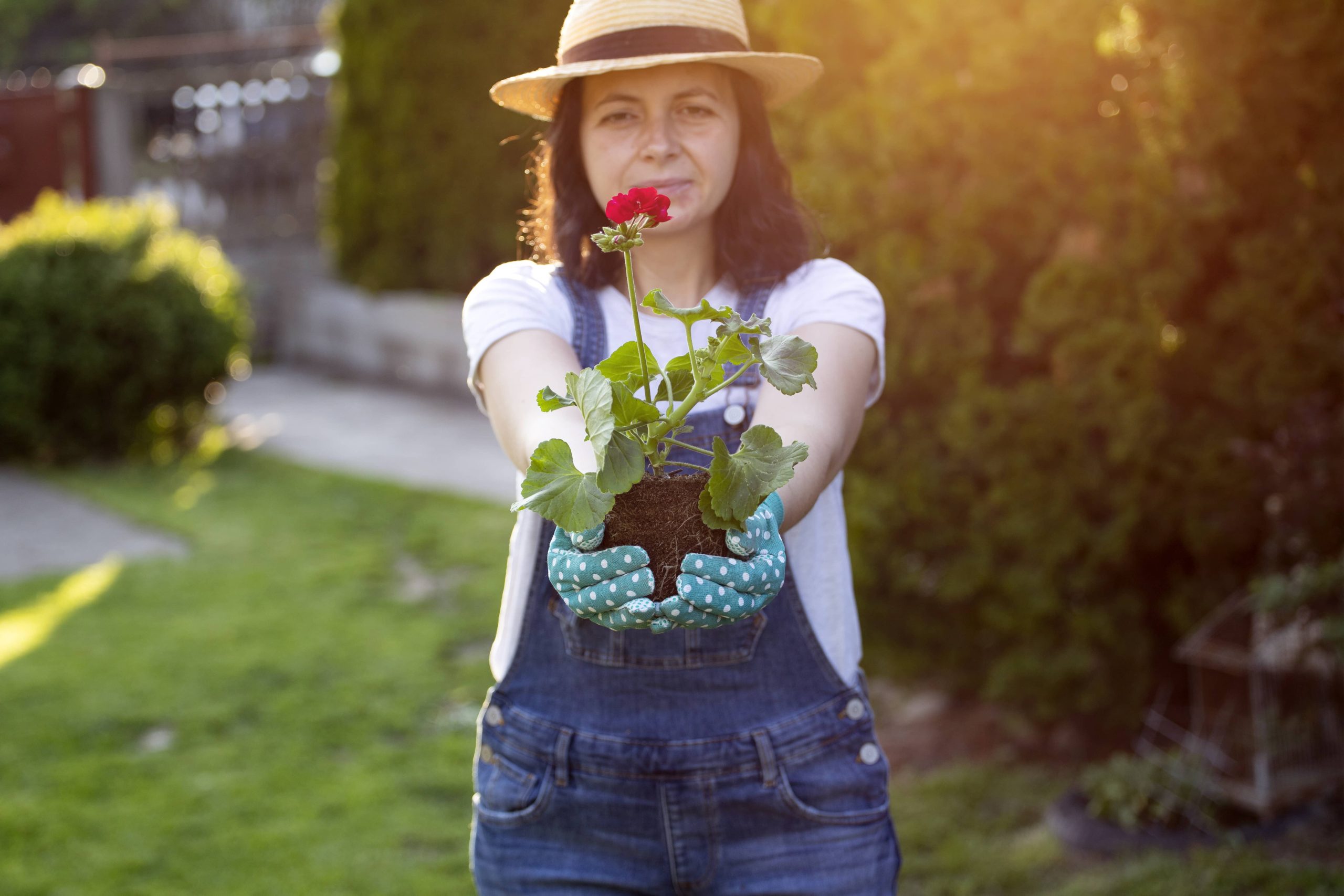 Planting a Perennial Garden for Lasting Beauty