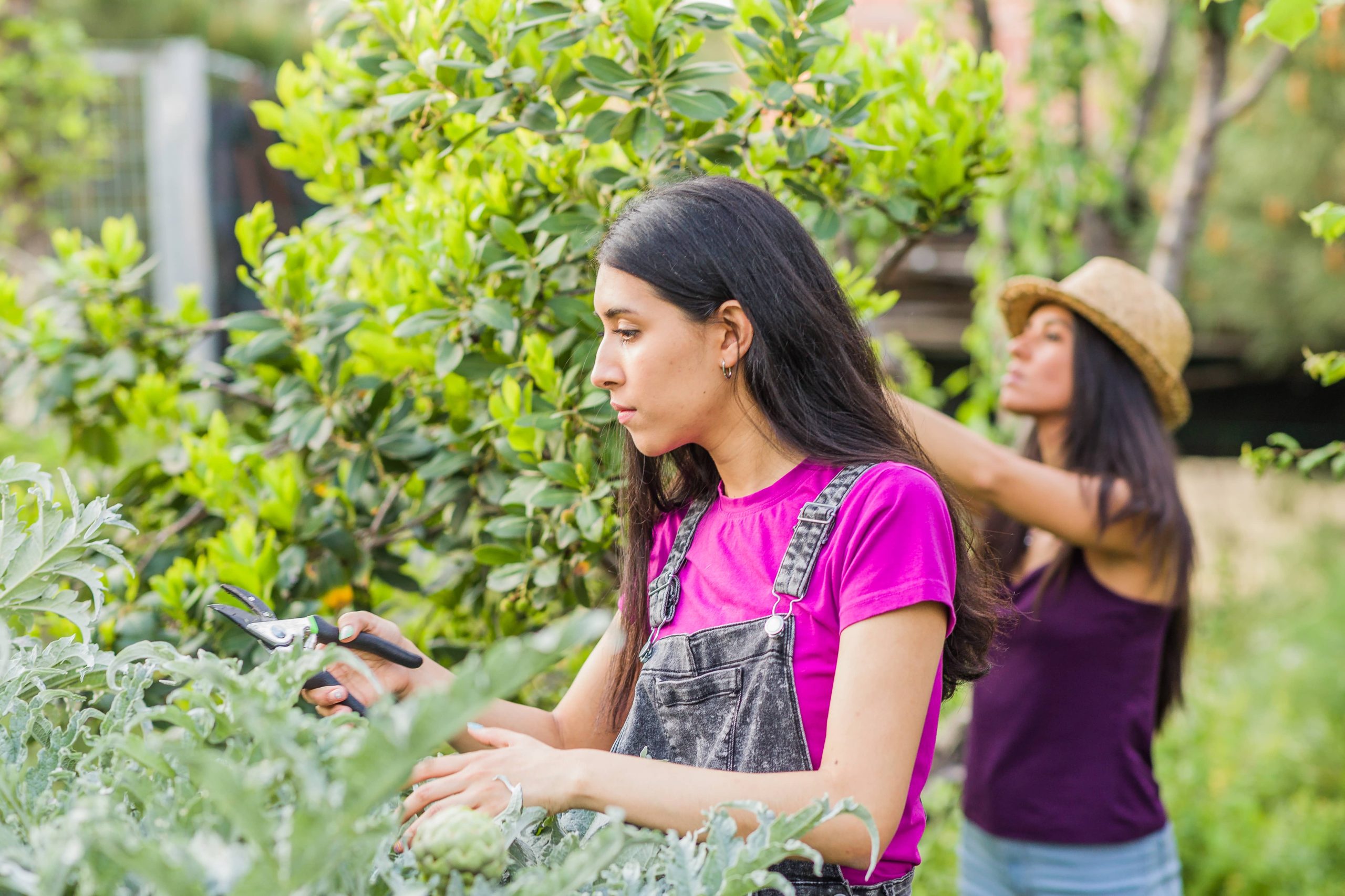 Selecting the Appropriate Fertilizer for Your Plants